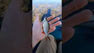 😱 Думав З'їсти... Але🤷‍♂️ #shorts #рибалка