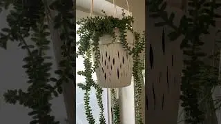 Burro’s Tail - Trailing Succulent Idea 🍃 