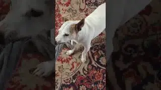 ❤️❤️❤️милый Лакуша❤️❤️❤️