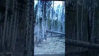 фото охота