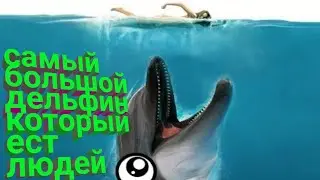 ЖЕСТЬ! ДЕЛЬФИН СЪЕЛ ЧЕЛОВЕКА 📢