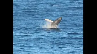 baby whale breaching in Cabo San Lucas