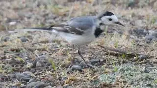 દિવાળી ઘોડો