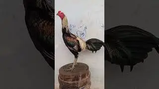 សាយ៉តបូករថភ្លើងតូច