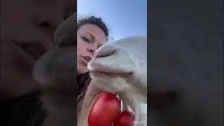 #коза #урожай #хозяйство