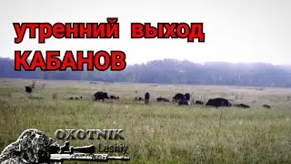 Кабаны массово высыпали из болота как по команде! Июль...