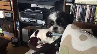extra: dramatic dog