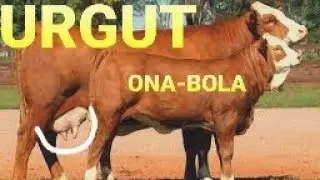 SAMARQAND URGUT MOL BOZORI NARXLARI (MOLLAR ARZONLADI) 29 04 2020-САМАРКАНД УРГУТ МОЛ БОЗОРИ  НАРХИ