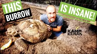 The Sulcata are trying to ESCAPE!