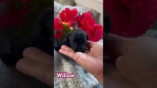 Very tiny toy poodle girl Willow! AKC black baby girl. Cyndispoodles.com #toypoodles #cyndispoodles
