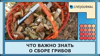 Что важно знать о сборе грибов 🍄