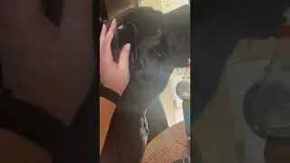 Талли 🤣