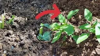 Fastest Way To Grow Callaloo