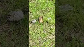 Манин парк, Верхняя Пышма. Белка в парке