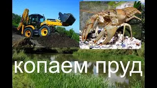 КОПАЕМ ПРУД!   зарыблять будем карпом 100 грамм.