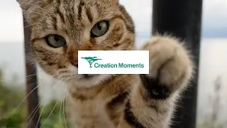 Can Cats See in the Dark?