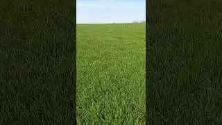 ячмень на 4 апреля 2023 года