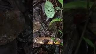 This leech can jump by coiling like a cobra