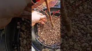 How to Thicken The Trunk in Bonsai🪴Japanese Maple Repot! 🍁
