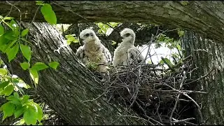Curious Red-tailed Hawk Baby Chicks on Governors Island