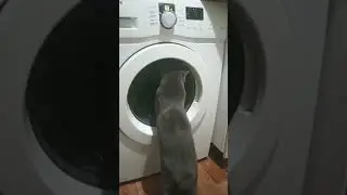 Наш Енот-Полоскун😄😅😉 #мята #кошка #кошки #питомцы #shortvideo #реки #енотик #приколы #кот #пух#мышки