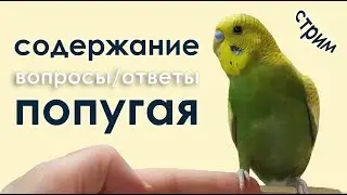 как содержать попугая / ответы на вопросы