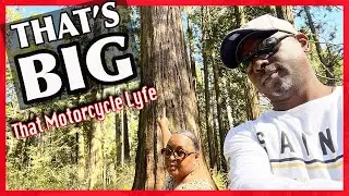 Scenic BIG TREES Mothers Day Ride | Northern California