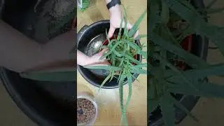 Как пересадить алоэ в домашних условиях