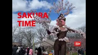 SAKURA FLOWER JAPANESE MUSIC
