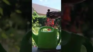 Чем подкормить кабачки?