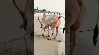 Цунами сюда срочно❗Чтобы смыть это🤨 