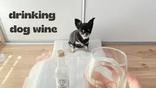 Mary drinking dog wine 😱🍷(non-alcoholic)