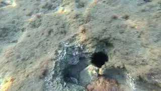 2019-10-17 Подводный мир Эгейского моря (в основном, ежи)