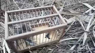 Вечерняя ловля певчих птиц.Удачный выход по ловле.Репел,щегол