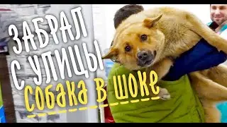 ЩЕНКИ повсюду! МАМКУ забрал на стерилизацию.