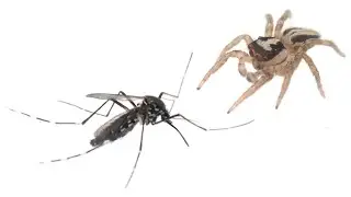 ARANHA PAPA-MOSCA VS. MOSQUITO AEDES