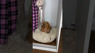 Нет места в доме для псины🤓 
