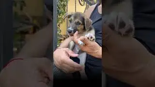 Красотун Геннадий  ищет дом❤️ #помощьбездомнымживотным #непокупайприюти #собаки #семья #помощь