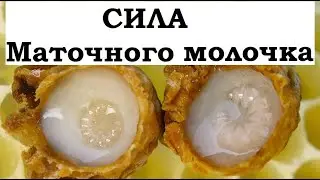 What happens if you eat royal jelly every day. Scientific data.