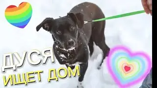 Дуся ИЩЕТ ХОЗЯИНА🖤/Собака в добрые руки/Приют Полянка, СПб