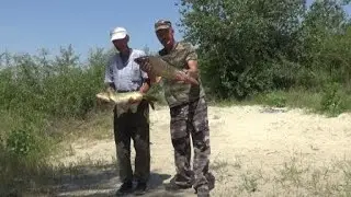 Три Сазана в жару за три кг и белая рыба .  Река Дон 18 июля .