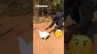 How to kill Chicken in Nigeria 😂😂😂...plz subscribe on my YouTube channel 