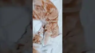 #ameer_dode #cat #kitten #pets