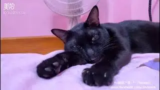 *~龍媽六寶~*龍媽 與 炭叮叮對話篇