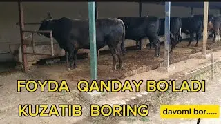 FOYDA QANDAY BO'LADI