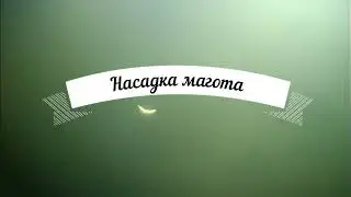 Учусь ловить форель на маггот.Способы насаживания маггота.