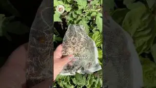 Зачем они выпускают божьих коровок?! 