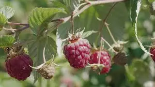 PLANTING RASPBERRIES | at the raspberry farm