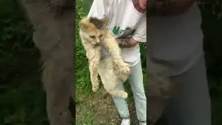 Приют Ушастая няня 89198804237