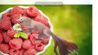 Я так часто пропадаю но так ярко появляюсь wmcv